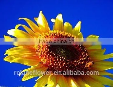 Color Blue Fresh Cut Sunflowers For Wedding Decoration photo-3