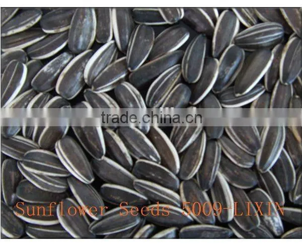 Wholesale Sunflower Seeds 5009 for Human Consumption photo-5