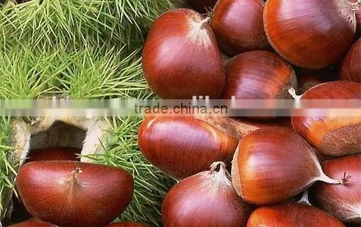 High Quality Fresh Chestnuts for Sale photo-3