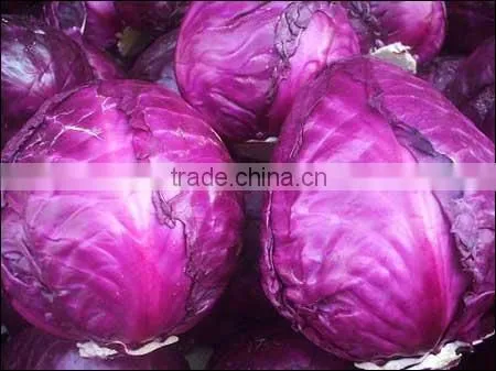Chinese Fat Red Cabbage Fresh Purple Cabbage photo-3