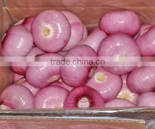 Fresh Red Onion 10kg Mesh Bag for Sales photo-2