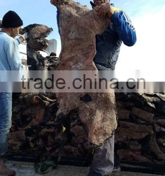 WET SALTED COW HEAD SKIN photo-6