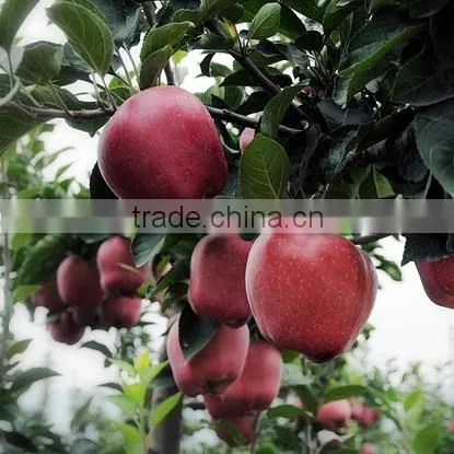 Pome Fruit Product Type and Fresh Style Red Delicious Apple Fresh Huaniu Apple photo-3