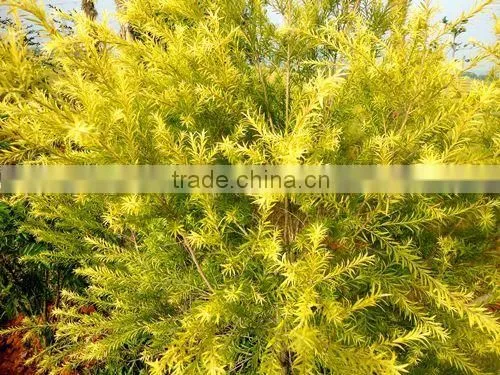Golden Leaves Melaleuca Bracteata photo-3