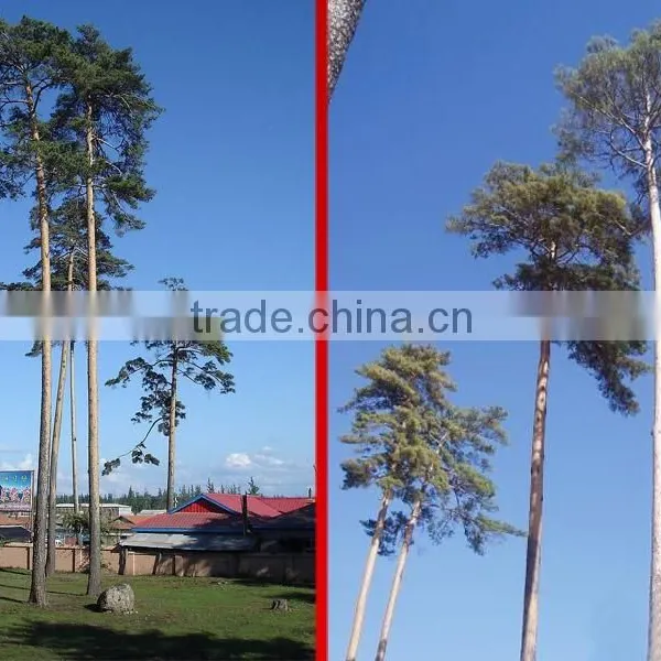 Changpai Scotch Pine Seedling photo-4