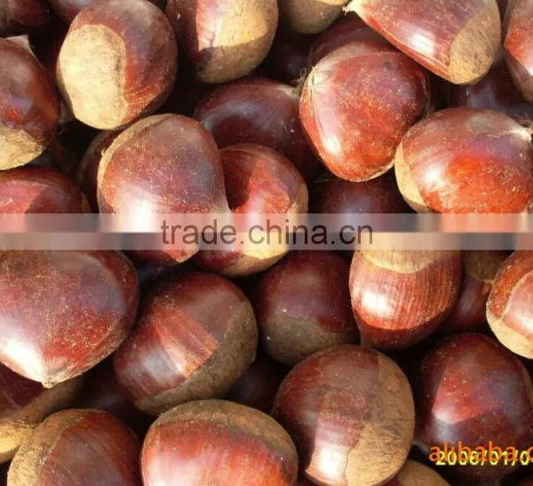 Brazilnuts Dried Chestnuts for Shale photo-3