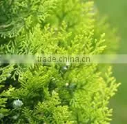CEDAR LEAF OIL photo-2