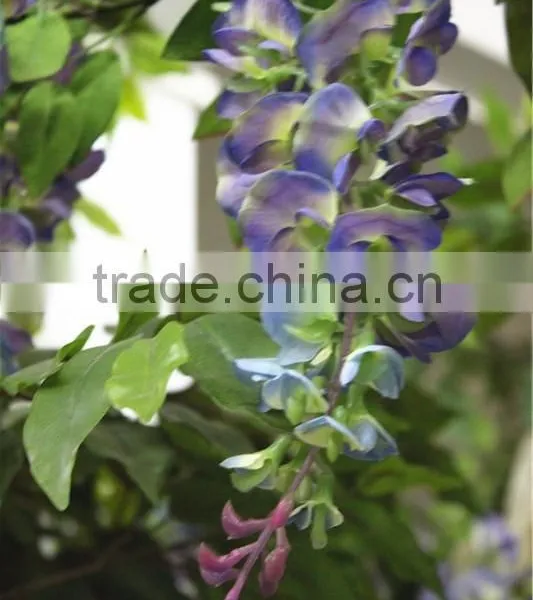 Home Garden Deco 50cm to 400 cm Hight Artificial Purple Large Chinese Wistaria EDHS1501 1602 photo-4