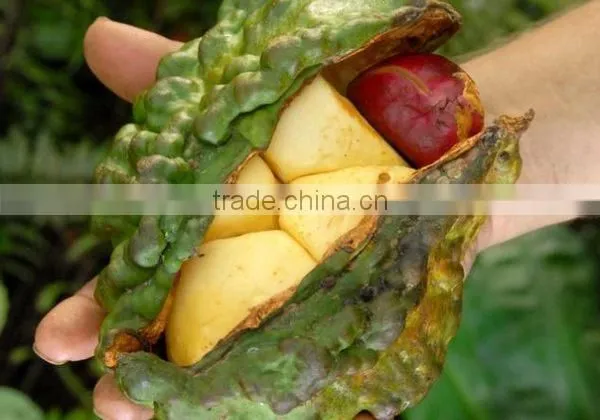 High Quality Hot Sale Kola Nuts photo-3