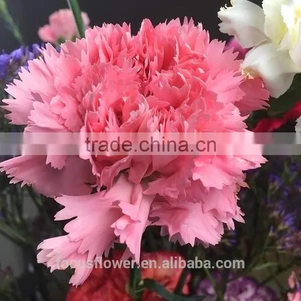 Perennial Flowering Plant Carnation Cut Flower Prices to Workmates photo-2