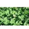 Trifolium Pratense