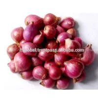 Sell Fresh Red Onion