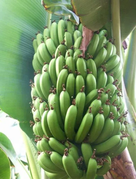 Manufacturer Shanghai Factory Industrial New Green Banana Plantain Peeler Equipment Ripe Banana Peeling Machine Price photo-3