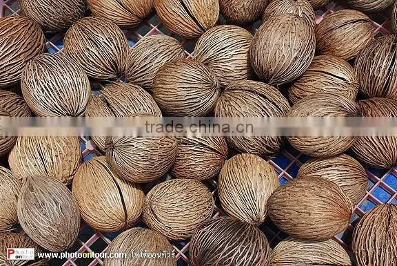 Cerbera Odollam
