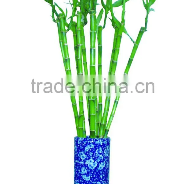 DRACAENA SANDERIANA 10cm-80cm Straight Lucky Bamboo Bonsai Hot Sale in USA Market Indoor Ornamental Water Aquatic Plants photo-4