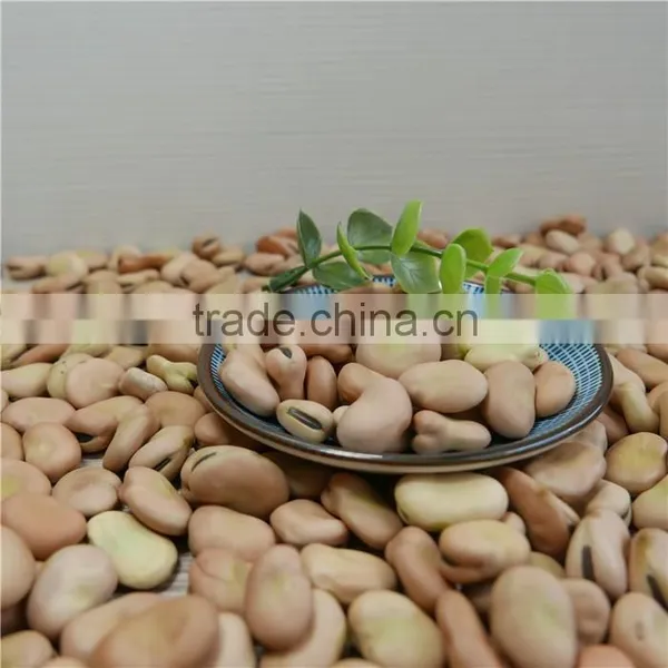 High Quality Dry Broad Beans / Faba Beans / Fava Beans Seed for Cannery photo-3
