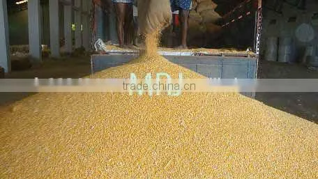 Indian Yellow Maize photo-3
