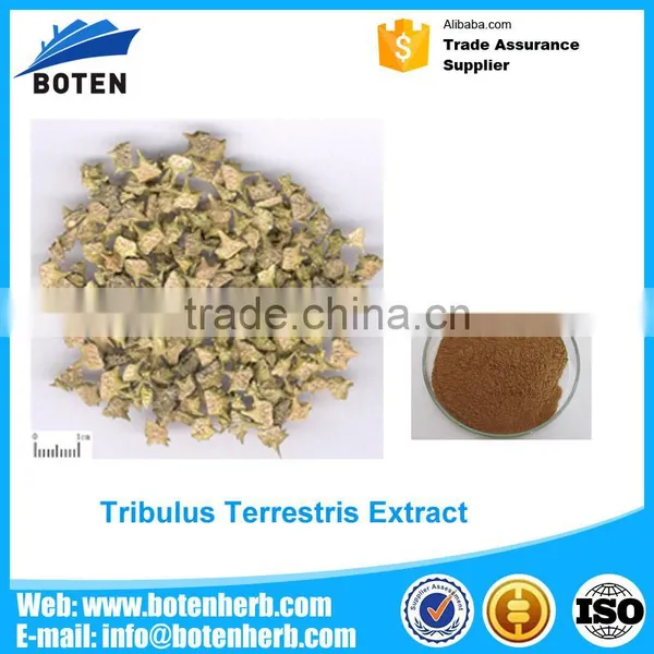 Low Price Top Quality Tribulus Terrestris Plant Extract Manufactured in China