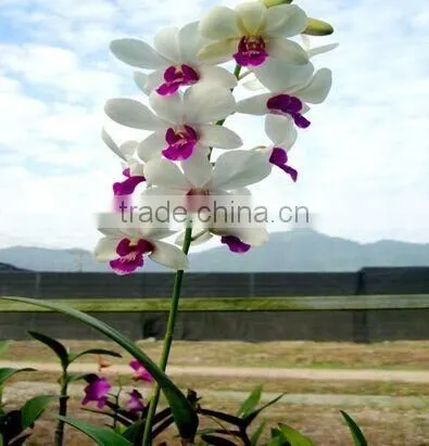 Dendrobium Hybrids Live Dendrobium Tropics Plant
