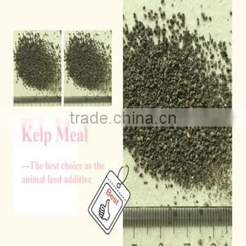 Cattle,Horse,Chicken,Dog,Pig,Fish Use Seaweed Powder Type Feed Grade Kelp Meal photo-3