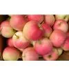 Gala Apple