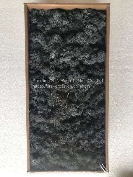Preserved Forest Moss for Hotel or Office Decoration