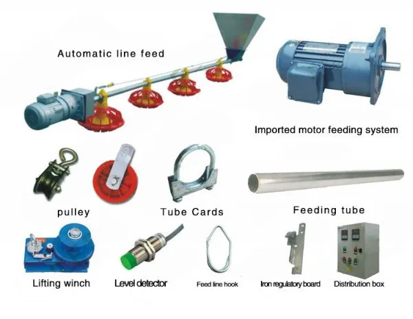 Broiler Chicken Feeding System and Chicken Farm Equipment photo-3
