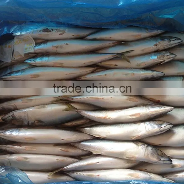 Hot Sale Grade A Horse Mackerel photo-4