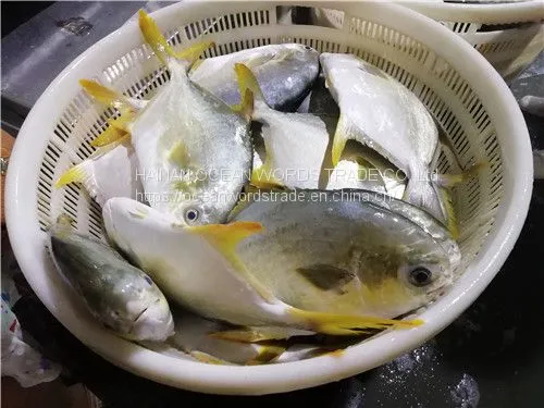 Good Golden Pompano, Golden Pomfret, Golden Pompano 300-400g/400-600g/500-600g/800+ photo-2