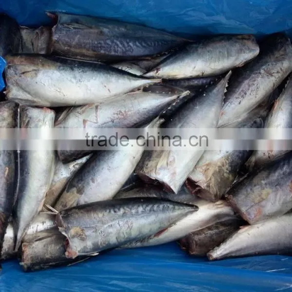 Good Quality HGT Frozen Bonito photo-4
