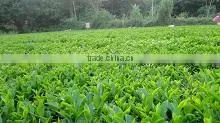 Clean and Healthy, Organic Green Tea Low Price photo-5