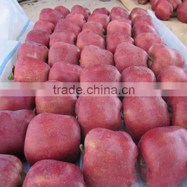 High Quality Delicious Huaniu Apple Fresh Apple for Sale With Reasonable Price photo-3