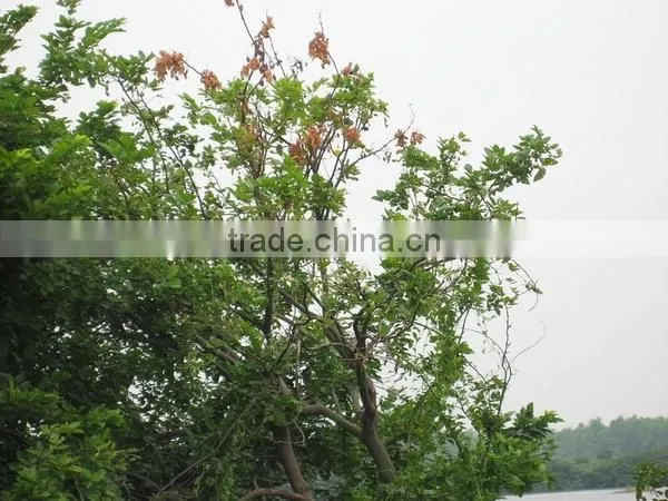 Pongsmia Pinnata(L.)Pierre photo-6