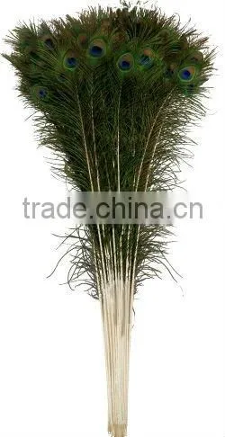 Peacock Feather Stems