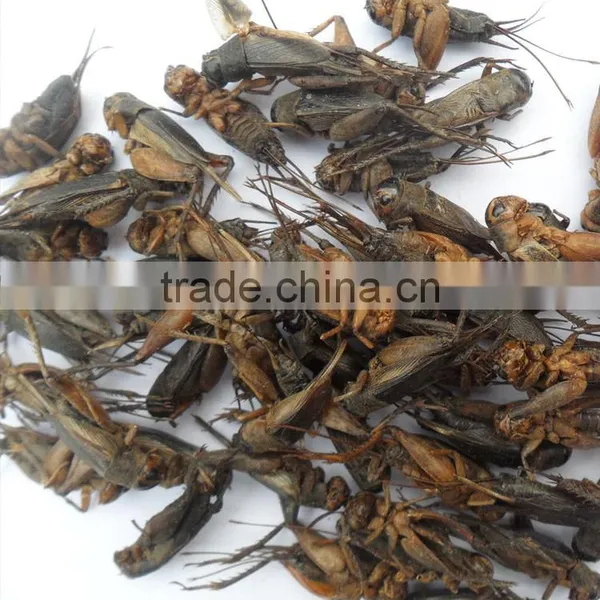 High Protein Dried Crickets photo-2