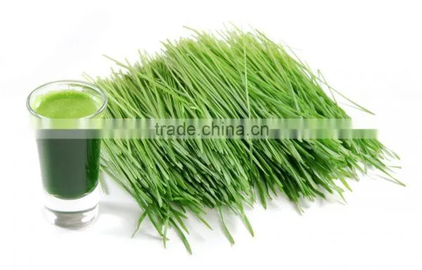Wheat Grass Powder For Sales photo-4