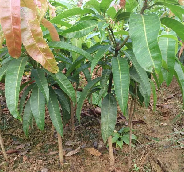 Japan Mango Trees With Grafting Mango Fruit Trees