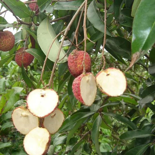 Japan Lychee Trees With Grafting Korea Lychee Trees photo-2
