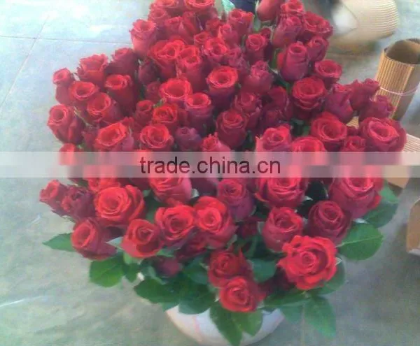 Rosa