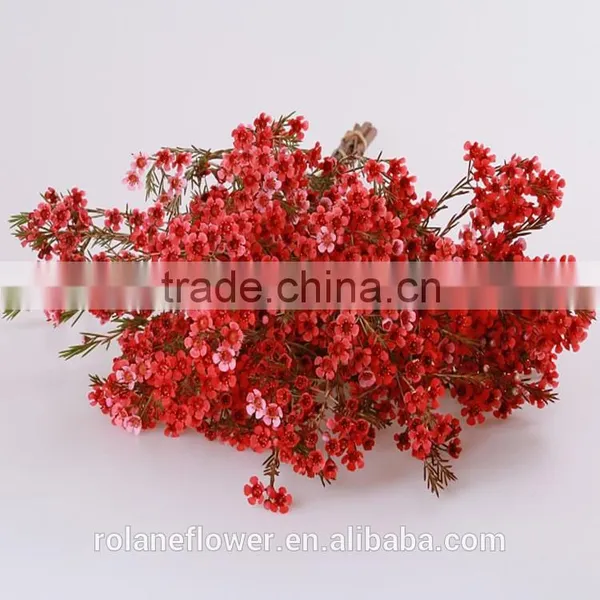Valentine's Day Wholesale Fresh Cut Red Wintersweet Flower photo-2