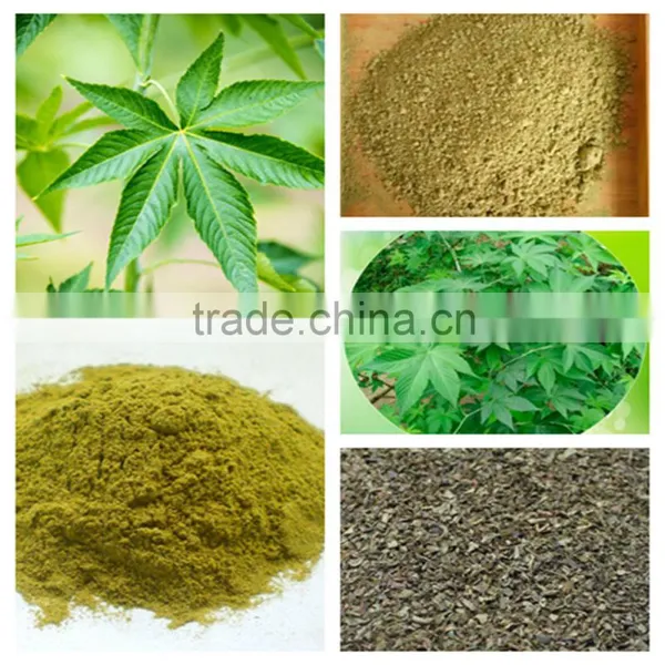 Sweet Tea Extract Natural Sweetener