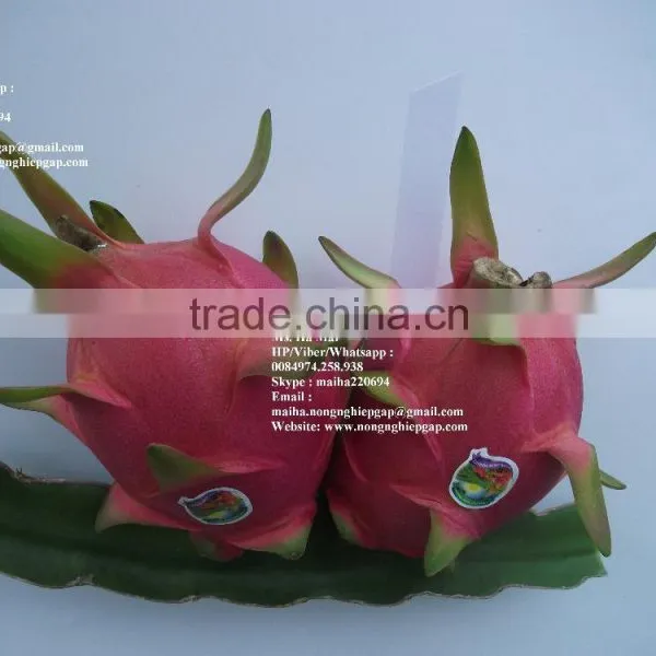 100% Natural Fresh Dragon Fruit From Vietnam-Ms Ha 84974258938 photo-5