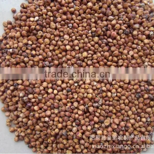 Red Sorghum Market Price With New Crop photo-4