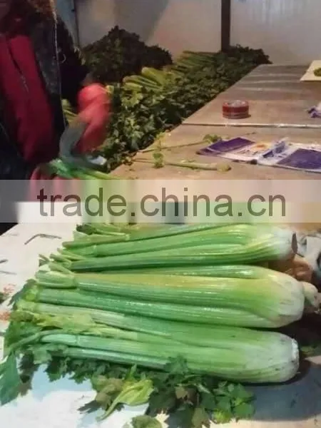 Fresh Celery for Sale Good Quality photo-2