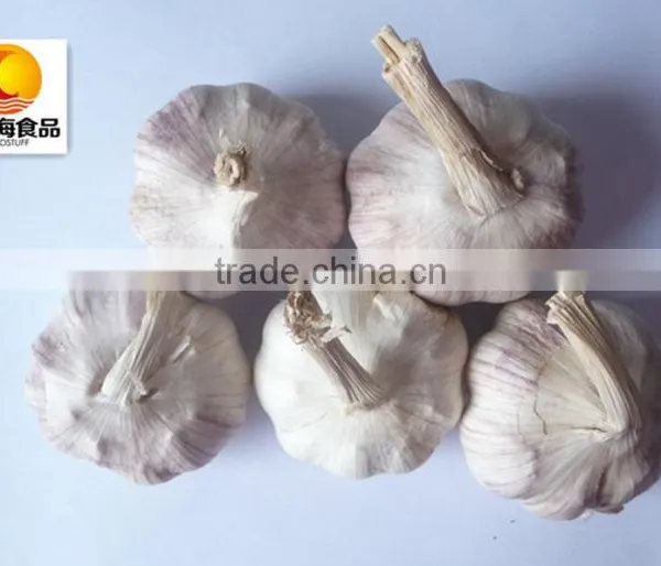 Dehydrated Vegetable Air Dried White Garlic photo-4