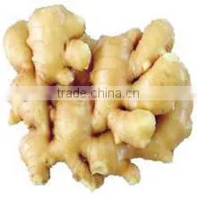 Exporting Standard Chinese Fresh Ginger With Reasonable Price photo-4