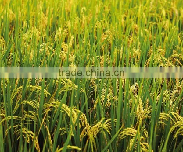 PREMIUM MINIKATE RICE FROM EXPORT TRADE ASSOCIATE, BANGLADESH. photo-4