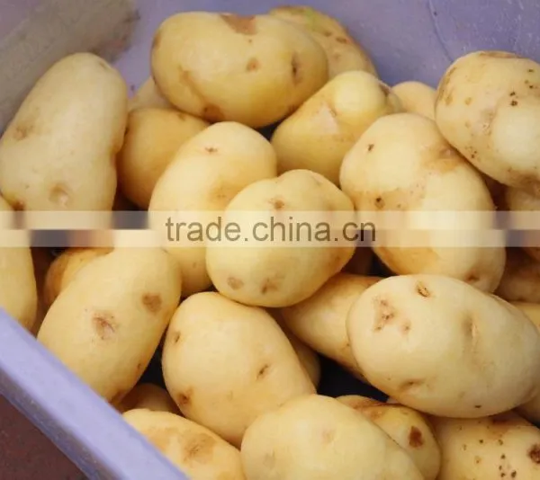 MSTP-80 Multipurpose Potato Washing and Polishing Peeling Machine photo-3
