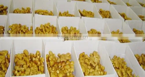 Hot Sale Competitive Price New Harvested Young Ginger photo-4