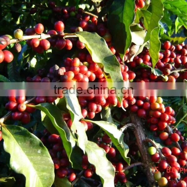 Spray Dried Blend Coffee photo-3